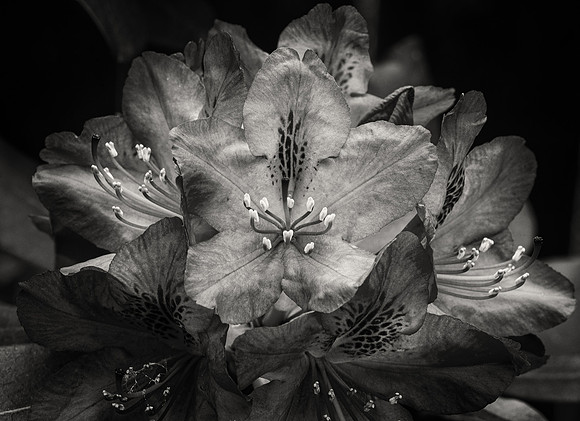 Rhododendron in B&W