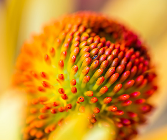 Orange cone flower closeup