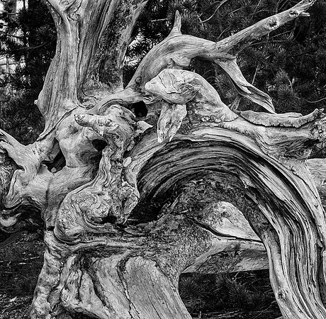 Deadwood