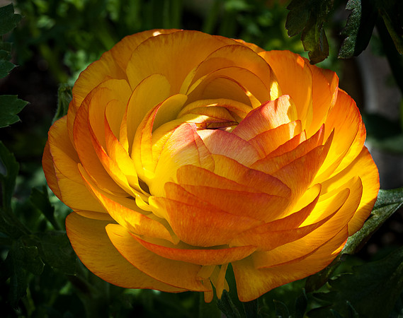 Ranunculus