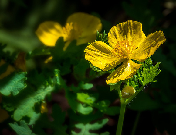 Yellow Wood Poppy
