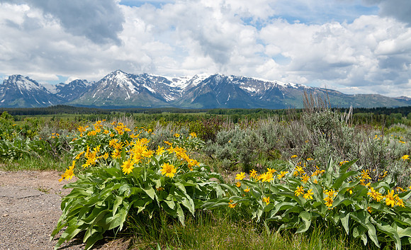 Flowers and Tetons