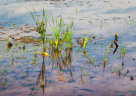 Water grasses and reflections