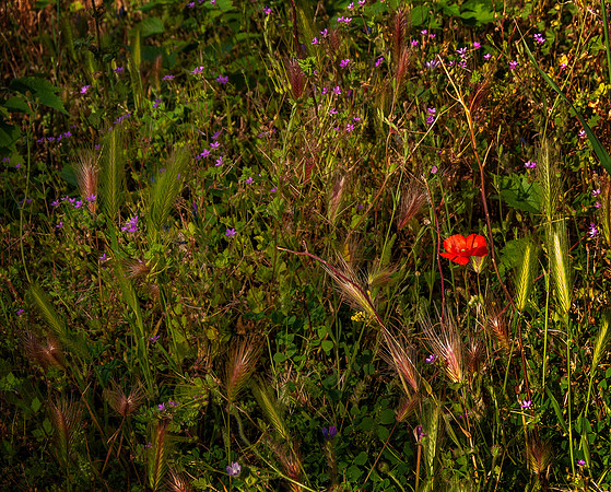 Grass with red flower