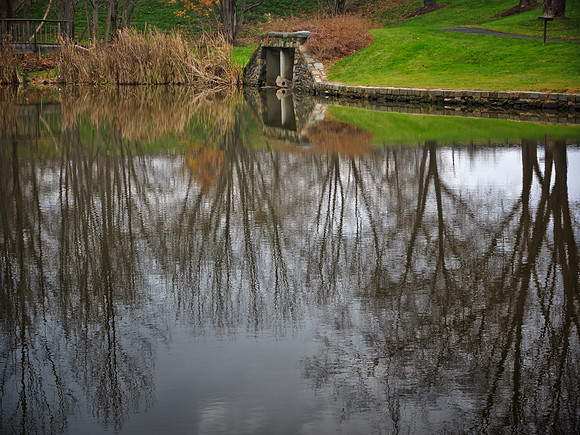 Trees in the pond