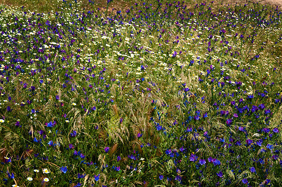 Field of Flowers