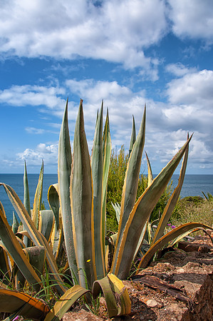 Aloe