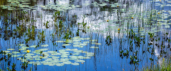 Lilly Pads
