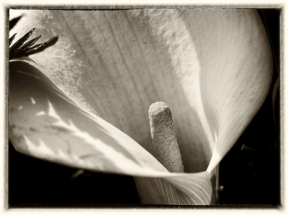 Calla Lily