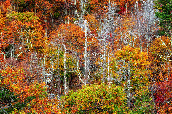 Fall foliage Skyline Drive