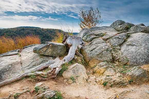 Dead Tree and boulder