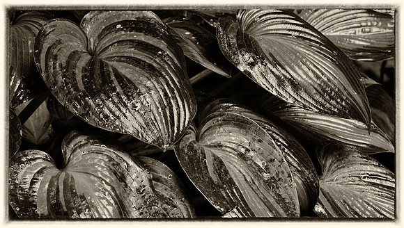 Wet hosta leaves in B&W