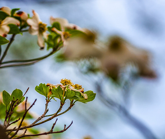 Dogwood