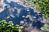 Clouds in the Lilly pond