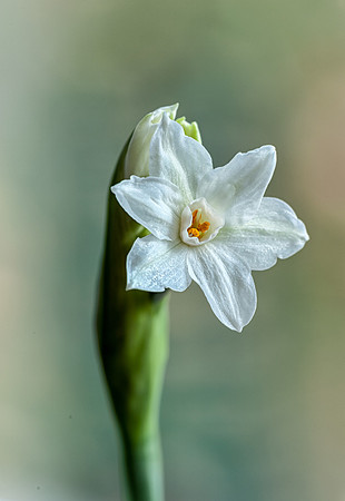 Small white flower up close