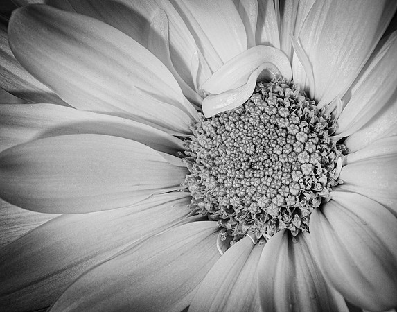 Chrysanthemum