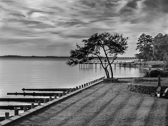 Lone tree on the shore