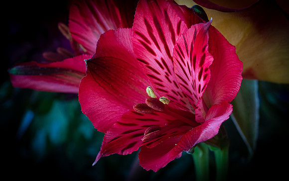 Red Alstroemeria