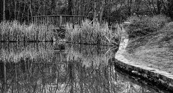 Pond Reflection