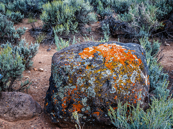 Lichen covered Boulder