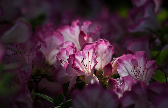 Azaleas