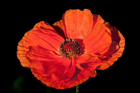 Red Poppy