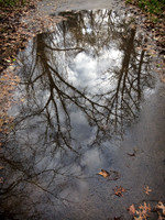 Trees in a Puddle