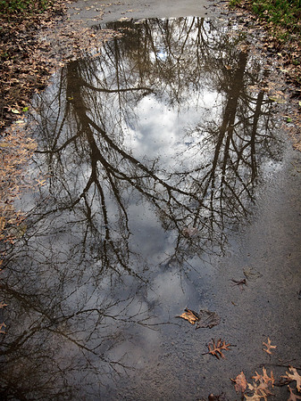 Trees in a Puddle