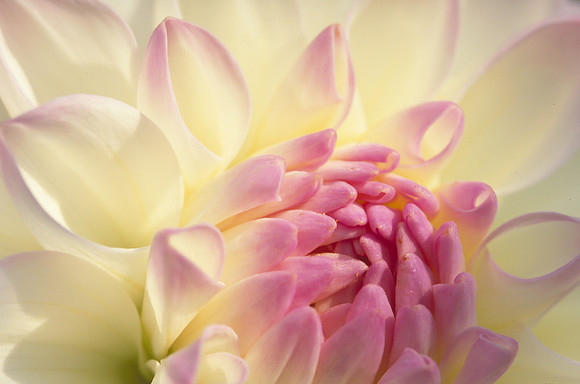 Dahlia closeup