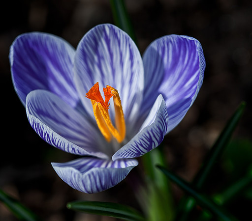 Blue Crocus