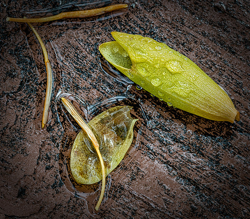 Fallen Wet Buds