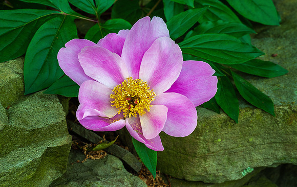 Pink Peony
