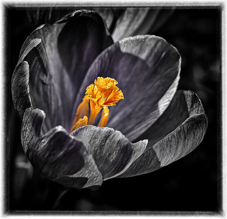 Crocus