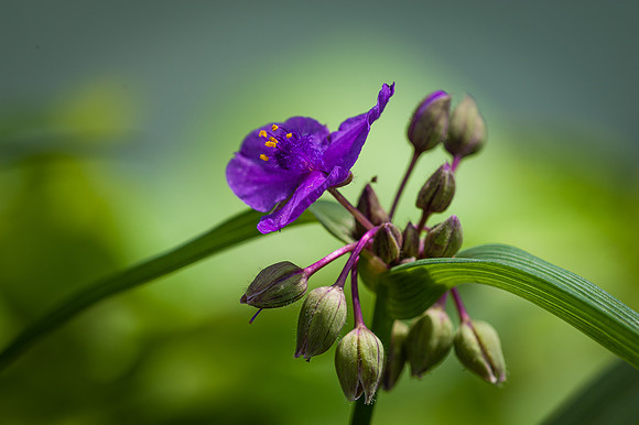 Spiderwort