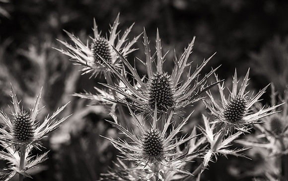 Thistle
