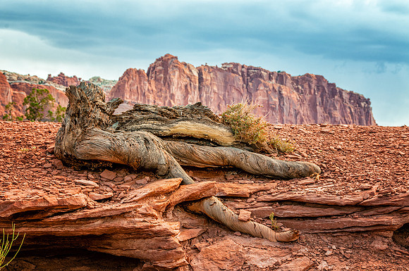 Tree stump and Mountains