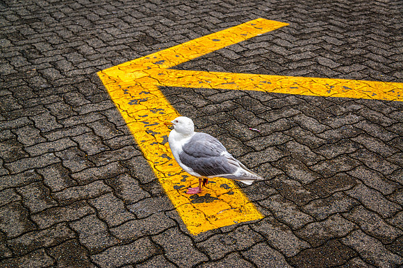 Seagull pointing the way