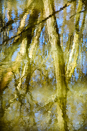 Watery Trees