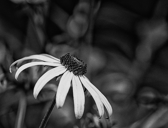 Black Eyed Susan