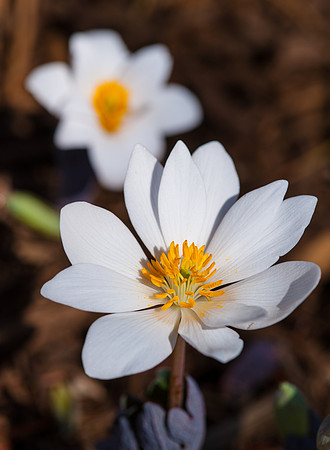 Blood Root