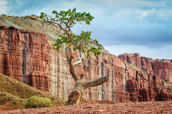 Lone Tree Capitol Reef NP