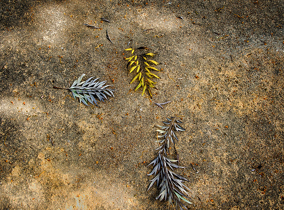 Leaf still life