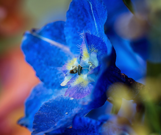 Blue Delphinium