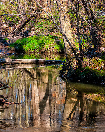 Reflections of the forest in a stream